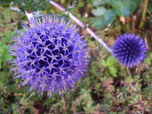 1280px-Echinops_Ain_France