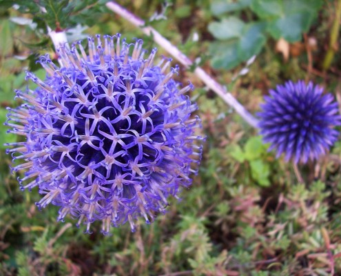 1280px-Echinops_Ain_France