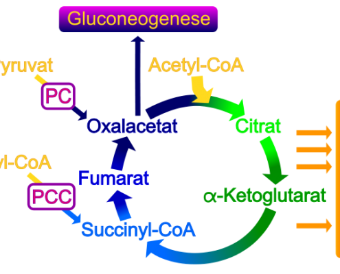 780px-Biotin_dependent_carboxylases_and_citric_acid_cycle-de.svg