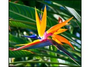 Bird of Paradise