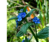 Alkanet