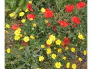 Yellow_daisies_and_red_poppies