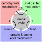 Metabolomics