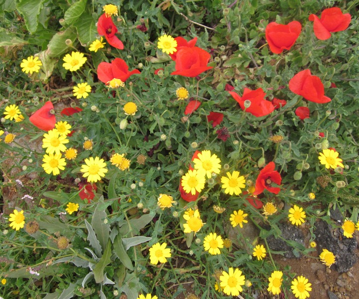 Yellow_daisies_and_red_poppies